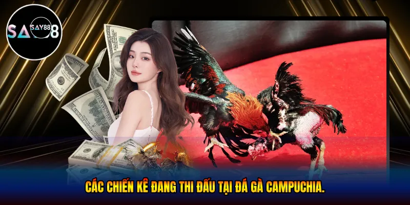 Các chiến kê đang thi đấu tại đá gà campuchia