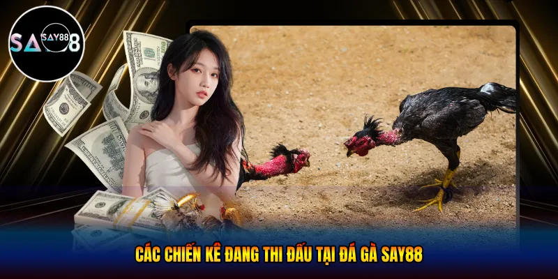  Các chiến kê đang thi đấu tại đá gà Say88