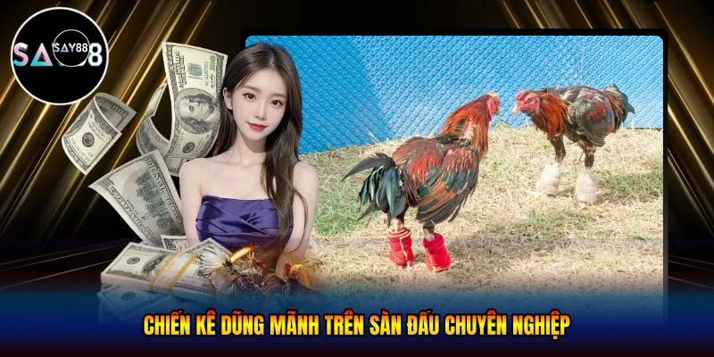  Chiến kê dũng mãnh trên sàn đấu chuyên nghiệp
